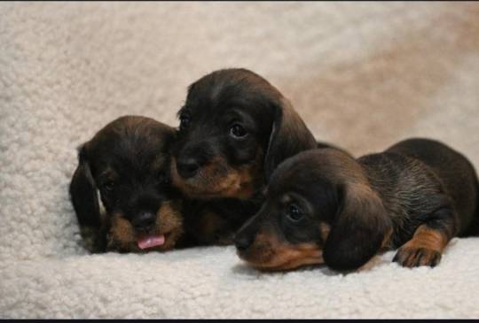 Na prodaju štenci oštrodlaki jazavičar image 5