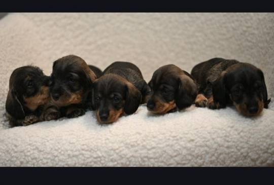 Na prodaju štenci oštrodlaki jazavičar image 6