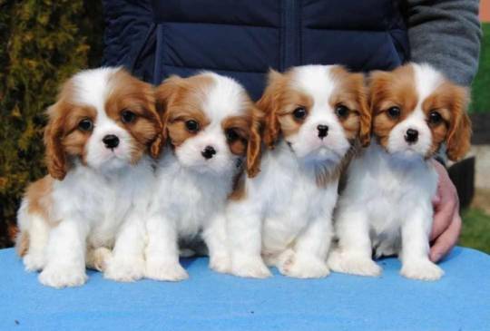Štenci Cavalier King Charles spaniela