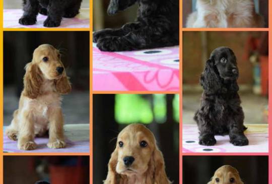 Engleski koker španijel Stenci image 1