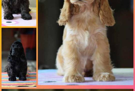 Engleski koker španijel Stenci image 2