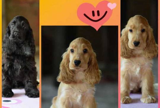 Engleski koker španijel Stenci image 3