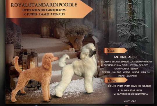 U ponudi štenci Kraljevske pudle vrhunsk