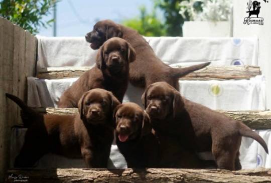 Labrador Retriver štenci, čokoladni image 1