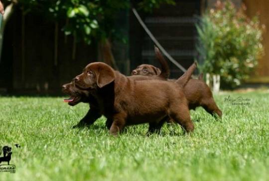 Labrador Retriver štenci, čokoladni image 3