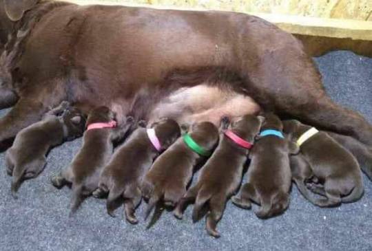 Labrador Retriver štenci, čokoladni image 4
