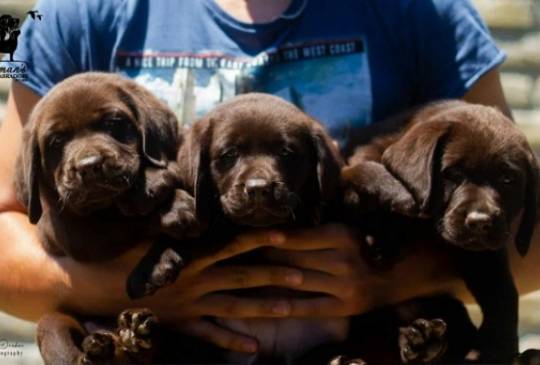 Labrador Retriver štenci, čokoladni image 5