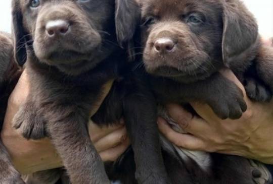 Labrador Retriver štenci, čokoladni image 6