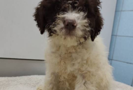 Lagoto romanjolo stenci, image 1