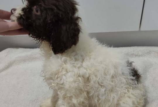 Lagoto romanjolo stenci, image 3