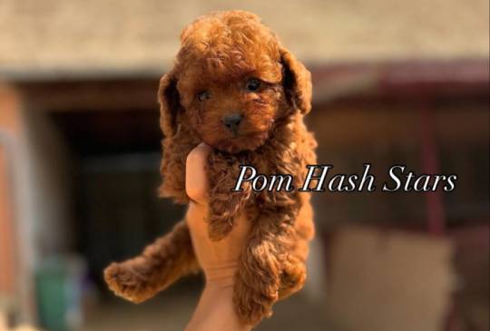 Najmanje pudle, od najlepsih roditelja image 5