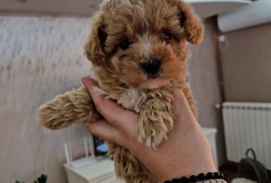 Neodoljivi stenci maltipoo  image 1