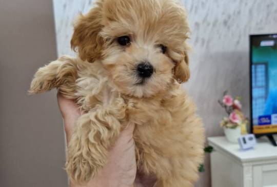 Neodoljivi stenci maltipoo  image 2