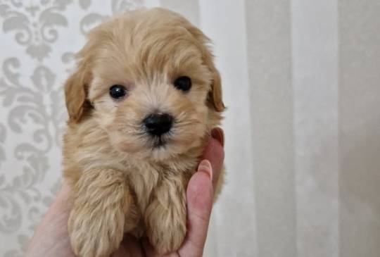 Neodoljivi stenci maltipoo  image 4