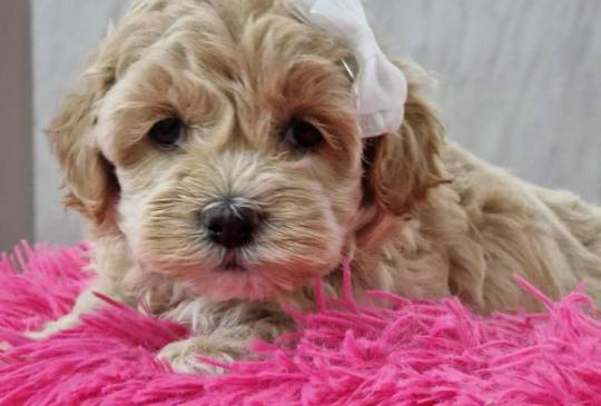 Neodoljivi stenci maltipoo  image 5