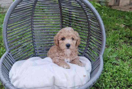 Neodoljivi stenci maltipoo  image 6