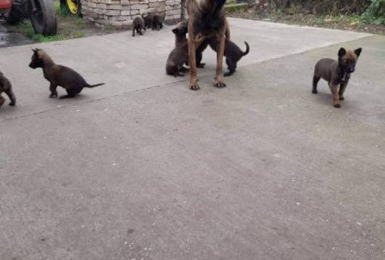 Belgijski ovčar MALINOA štenci image 3