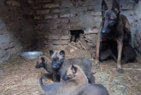 Belgijski ovčar MALINOA štenci image 4