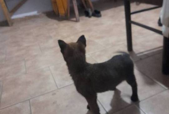 Belgijski ovčar MALINOA štenci image 5