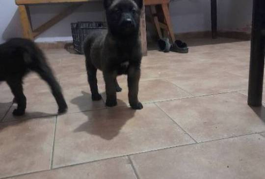 Belgijski ovčar MALINOA štenci image 6