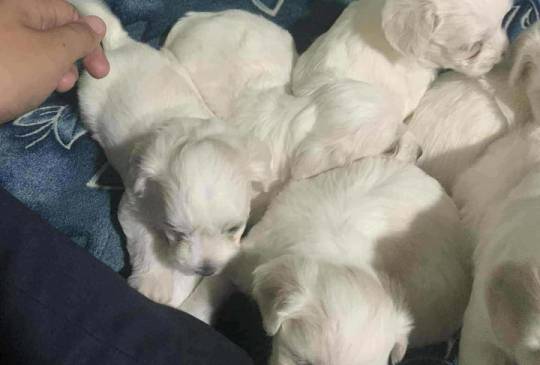 Stenci Maltezera za prodaju od sitnijih image 1