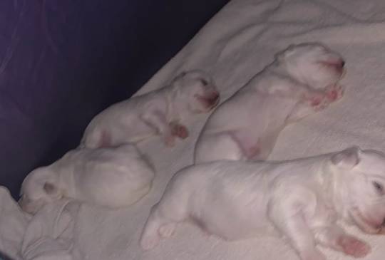 Stenci Maltezera za prodaju od sitnijih image 2