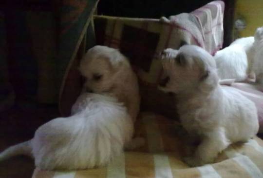 Stenci Maltezera za prodaju od sitnijih image 3