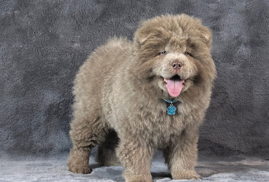 Lila muško štene chow chow-a. image 2