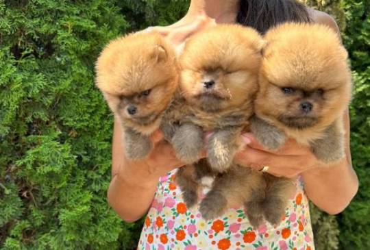 Pomeranci vrhunskog kvaliteta image 6