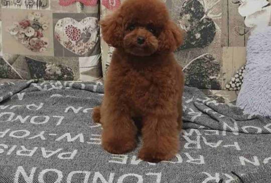 Najmanje pudle, od najlepsih roditelja image 5