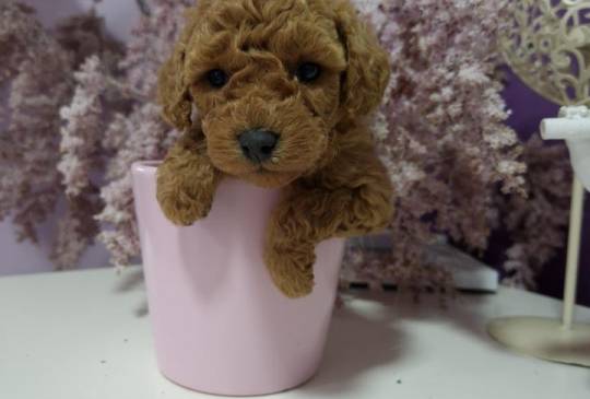 Toy pudle maleni mečići spremni za preuz image 1