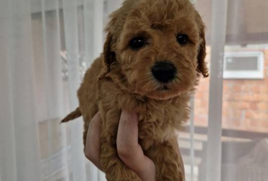 Toy pudle maleni mečići spremni za preuz image 2