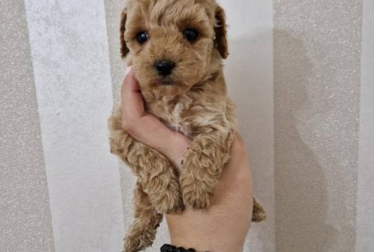 Toy pudle maleni mečići spremni za preuz image 3