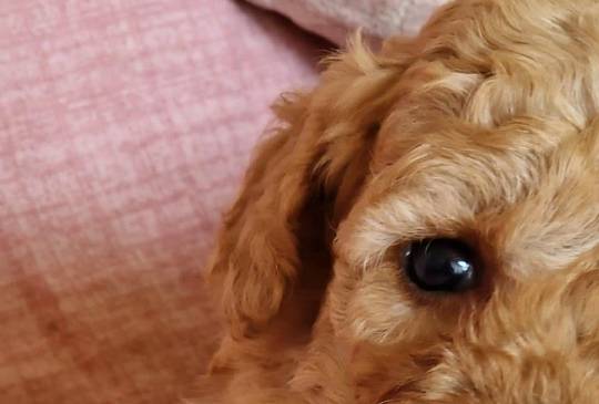 Toy pudle maleni mečići spremni za preuz image 4