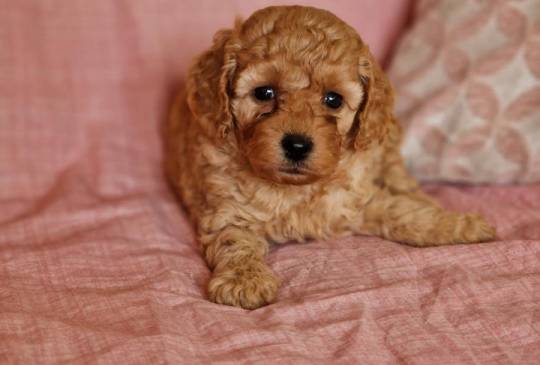 Toy pudle maleni mečići spremni za preuz image 5