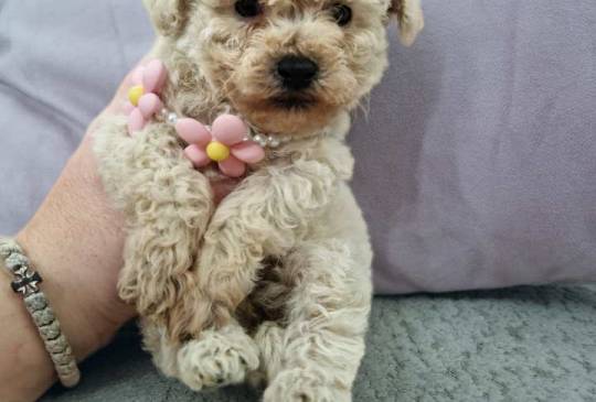 Toy pudle maleni mečići spremni za preuz image 6