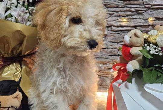 Dve vesele mini pudle apricot image 1