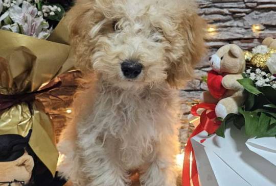 Dve vesele mini pudle apricot image 3