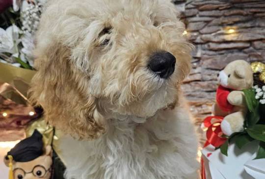 Dve vesele mini pudle apricot image 5