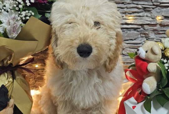 Dve vesele mini pudle apricot image 6