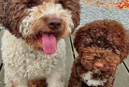 Novo leglo Lagotto romangolo  image 1