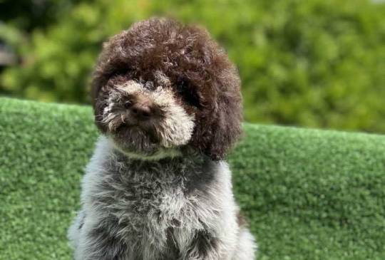 Novo leglo Lagotto romangolo  image 2