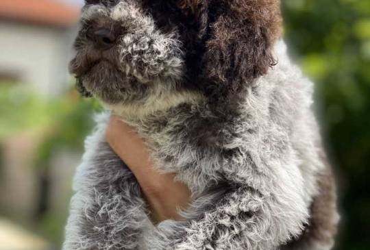 Novo leglo Lagotto romangolo  image 3