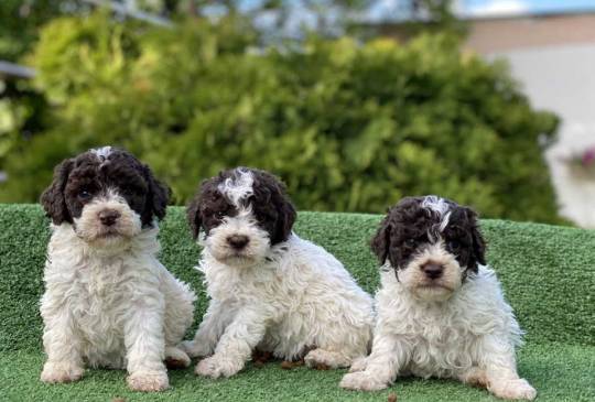 Novo leglo Lagotto romangolo  image 4