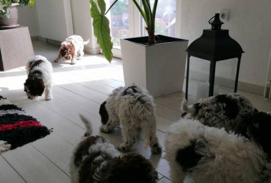 Novo leglo Lagotto romangolo  image 5