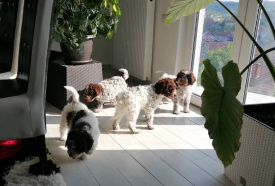 Novo leglo Lagotto romangolo  image 6