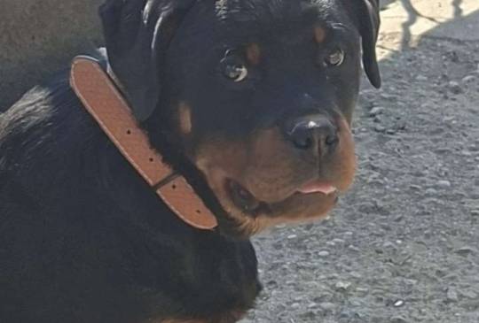 Rotvajler žensko štene image 2