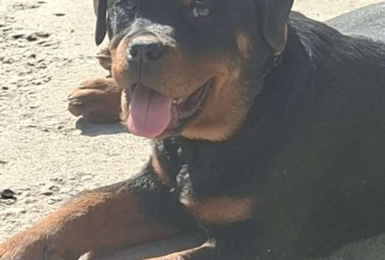 Rotvajler žensko štene image 6