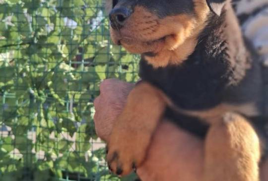 ROTVAJLE - mlad muzjak od 12 meseci image 1