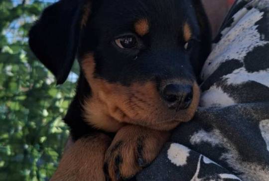 Rotvajler 4 muška šteneta image 4